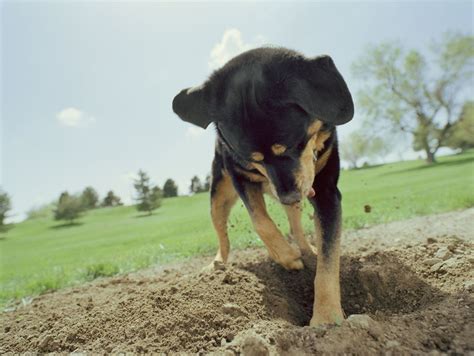 Reasons Why Dogs Bury Bones And Other Objects
