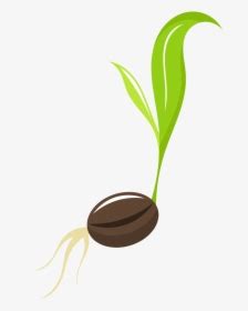 Seed Cartoon Cartoon Seed HD Png Download Transparent Png Image