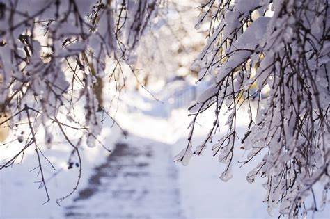 Hd Winter Snow Branches Light Desktop Background Images