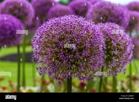 Lovely Purple Giant Alliums Allium Giganteum Stand Proud And Tall In