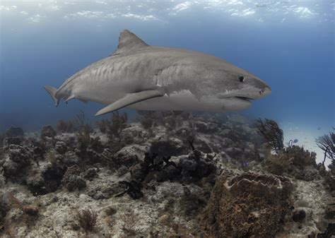Tiger Shark Diving At Tiger Beach Bahamas — Sdm Diving