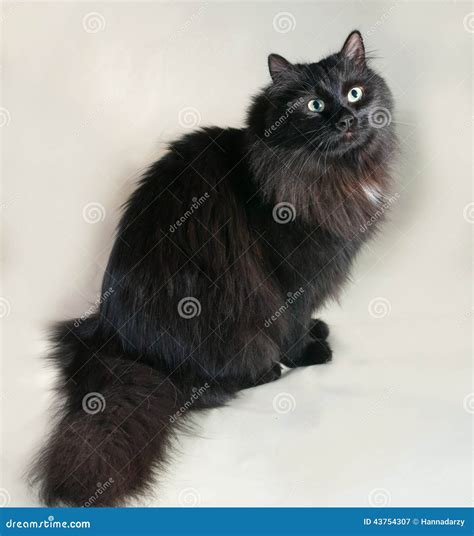 Fluffy Black Cat With Green Eyes Sitting On Gray Stock Photo Image
