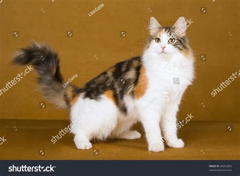 Beautiful Calico Norwegian Forest Cat On Gold Background