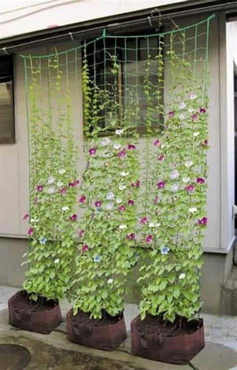 Jan 26, 2021 · flowering vines truly make a lovely addition to all kinds of landscaping ideas around different types of outdoor spaces—from outdoor seating areas, front porches, and pools to garden pergolas, trellises, fences, walkway borders, and even around garden ornaments like obelisks. Wonderful DIY trellises for climbing plants | My desired home