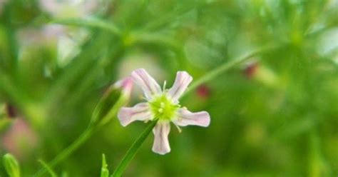 ยิปโซฟิลลาเป็นไม้ดอกอายุหลายปี พุ่มสูง 0.80 1.20 เมตร มีเง้าใต้ดิน ทรงพุ่มโปร่ง ลำต้นและกิ่งก้านเล็ก มีนวลเกาะทั่วผิว ชอบแสงแดดเต็มวัน ควรปลูกใน. สวนอภิญญา: มือใหม่หัดเลี้ยง ยิปโซ ยิปซี