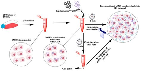 Ijms Free Full Text Innovative Strategy For 3d Transfection Of