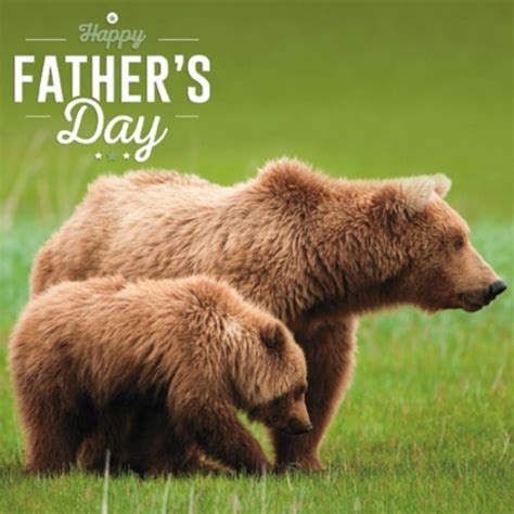 Brown Bears Happy Fathers Day Greeting Card Cards