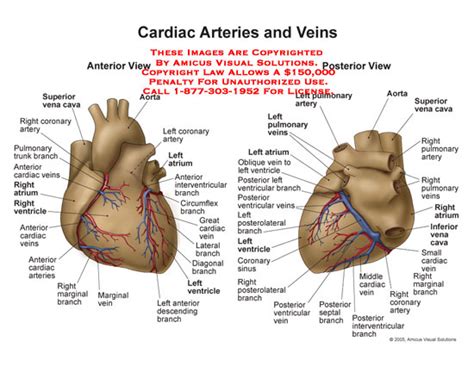 Amicus Illustration Of Amicusanatomyheartcardiacarteriesveins