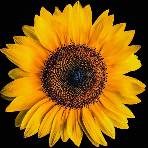 Details 100 Sunflower Black Background Abzlocalmx