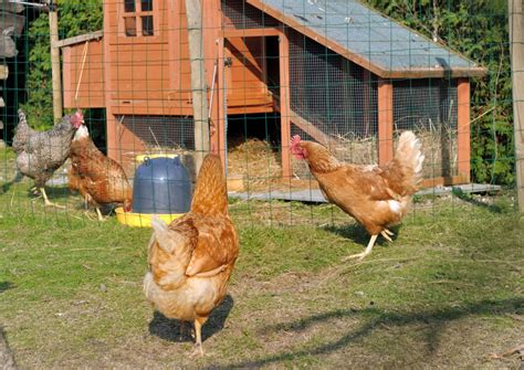 If your backyard is small, this type of chicken coop is well suited. Backyard Chickens 5 Best Breeds for Egg Layers