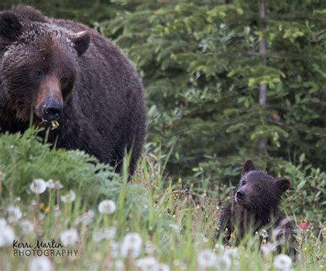 grizzly bear mom and cub kerri martin photography