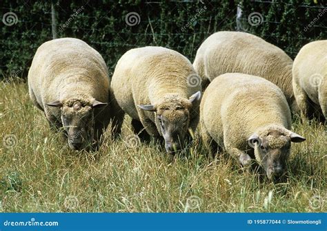 Vendeen Sheep A French Breed Herd Standing In Meadow Stock Photo