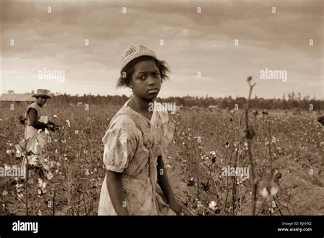 A Young African American Girl Works Picking Cotton An The American