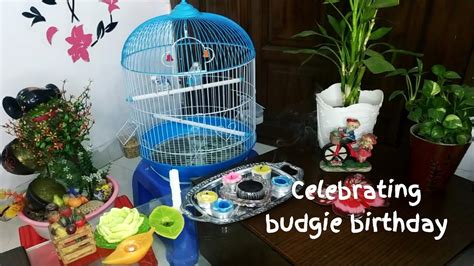 How To Celebrate A Budgie Birthday My Budgies 10 Year🎂🍰🍩 Youtube