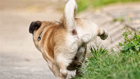Dogs Marking Their Territory And How To Stop Them Top Dog Tips