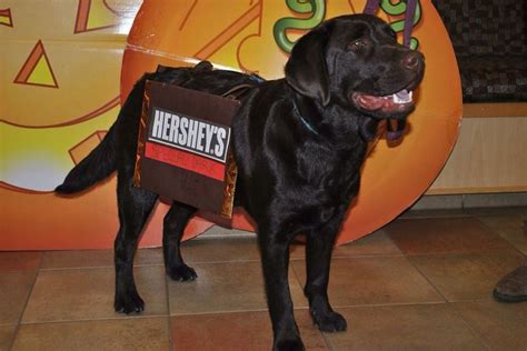 Chocolate Lab Halloween Costume Hersheys Special Dark Chocolate Bar
