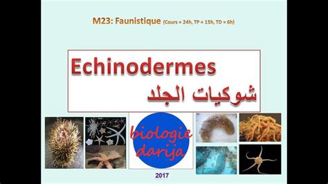 Cours Echinodermes Pdf