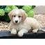 Bean  Aussiedoodle Mini Puppy For Sale Keystone Puppies