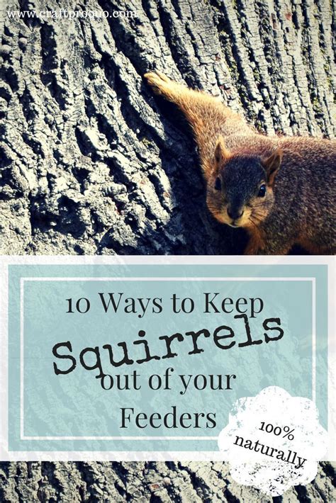 Although squirrels have the ability to overcome a very. 10 Natural Ways to Keep Squirrels out of your Feeders in ...