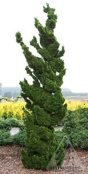 Chamaecyparis Obtusa Spiralis Just Wow A Dwarf Hinoki Cypress With