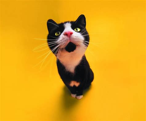 Funny Kitten Wallpaper And Screensavers Wallpapersafari
