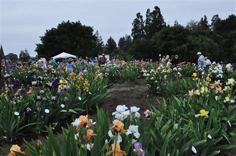 World Of Irises Dry Creek Garden Union City California
