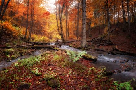 Creek At Autumn Forest Photograph By Nickolay Khoroshkov Fine Art America