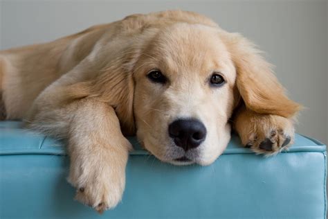What to expect with a golden retriever puppy. Natural Remedies for Dog and Puppy Hot Spots