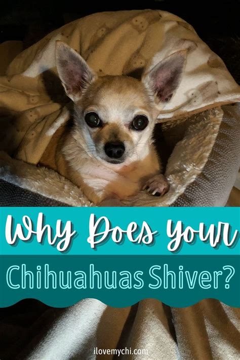 Why Do Chihuahuas Shiver In 2021 Chihuahua Chihuahua Training