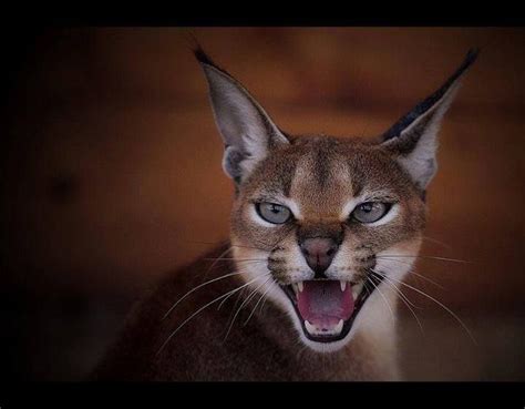 Did you scroll all this way to get facts about caracal cat? Caracal from Africa | Caracal cat, Caracal, Cats