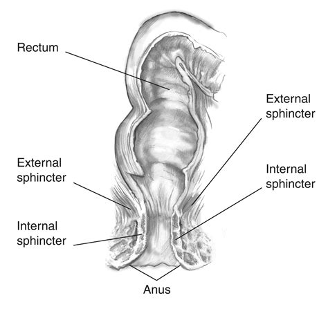 external and internal anal sphincter muscles media asset niddk