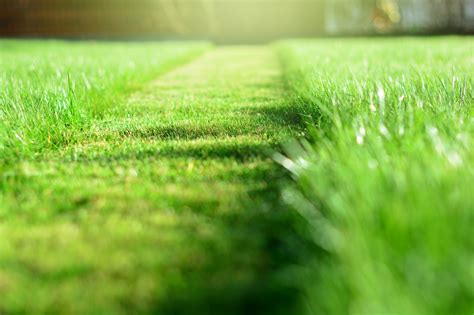 Greener Grass 4 Lawn Care Tips