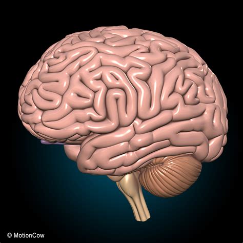 Human Brain Ultimate MotionCow