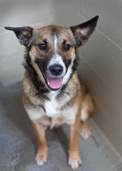 Shelter Dogs Of Portland Dora Cool Bob Tailed Cattle Dog Mix