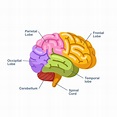 Frontal lobe: why is it so important? what happens if it is injured?
