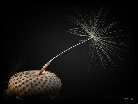 Und heute abend ist es richtig windstill, siehst du? Windstill Foto & Bild | pflanzen, pilze & flechten, blüten ...