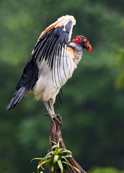 king vulture | King vulture, Beautiful birds, Animals