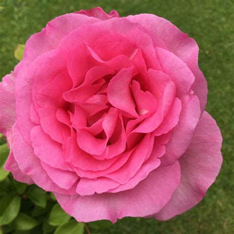 Beverley (Hybrid Tea Rose)