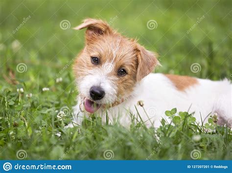 Cute Happy Smiling Puppy Pet Dog Lying In The Grass Stock Image Image