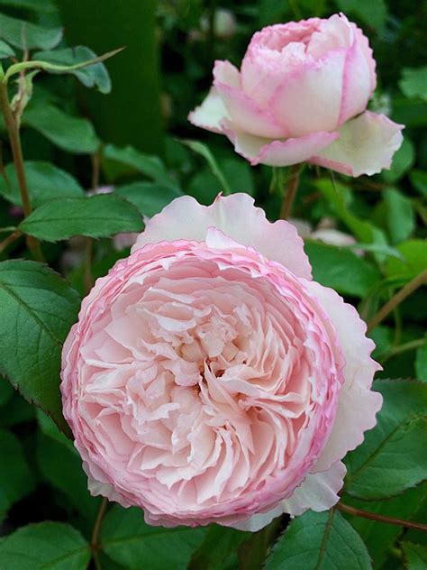 Mill On The Floss A New Pink English Rose For 2018 Susan Rushton In