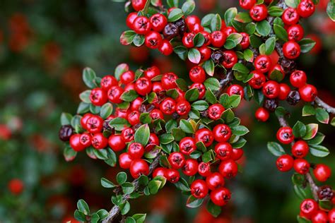Shrubs For Bright Autumn Berries Home The Sunday Times