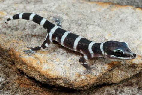 New Velvet Gecko Discovered On One Of Australias Northern Islands