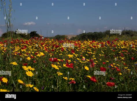 Red Wildflowers Hi Res Stock Photography And Images Alamy