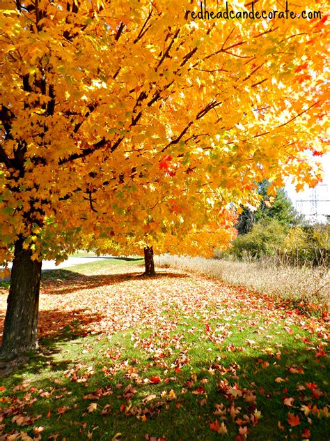 Michigan Fall Foliage - Redhead Can Decorate