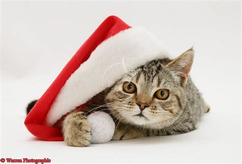 Funny And Cute Cats Santa Cat Pictures