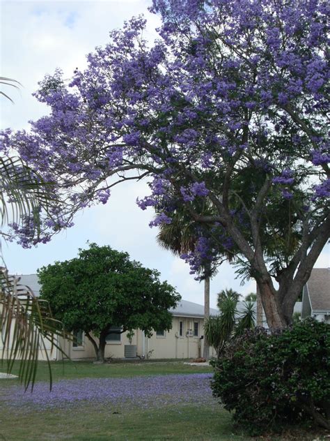 Ponce de leon named the region florida, which means full of flowers in spanish. Around Grandma's Table: Flowering Trees of Ruskin Part 1