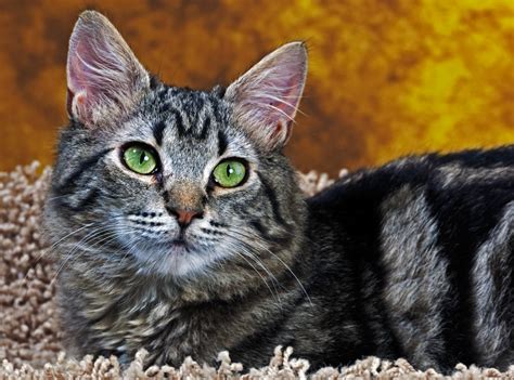 Home • Purrfect Pals