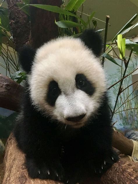 Ya Lun Pictured And Xi Lun Have Been Quite Busy With Some Overnights