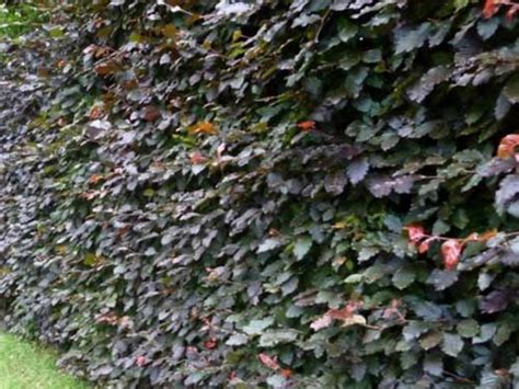 Copper Beech Bare Root Hedging Plants Sale For Sale In Co Galway For €