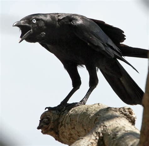 Cawing Crow Crow Photos Crow Bird Crow